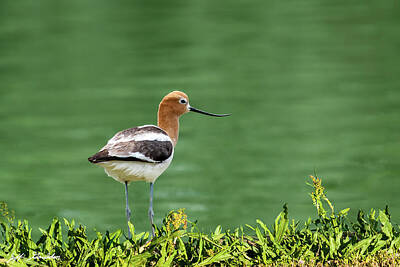 Photograph - American Avocet by Jeff Goulden