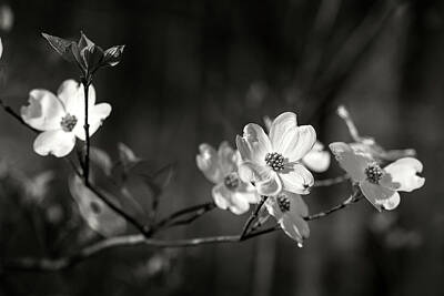  Photograph - Another Spring Dogwood by Bud Simpson