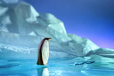  Photograph - Antarctic garlic penguin by Cacio Murilo De Vasconcelos