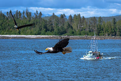  Photograph - Bald Eagle Escort by Russell Cody