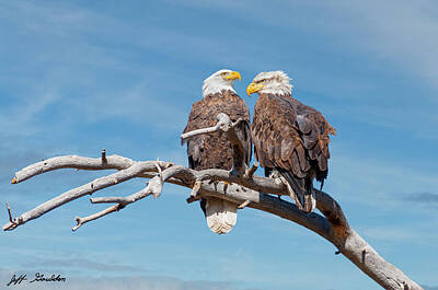  Photograph - Bald Eagle Pair Perched in a Dead Tree by Jeff Goulden