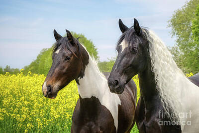  Photograph - Barock Pinto Horses Portraits by Katho Menden