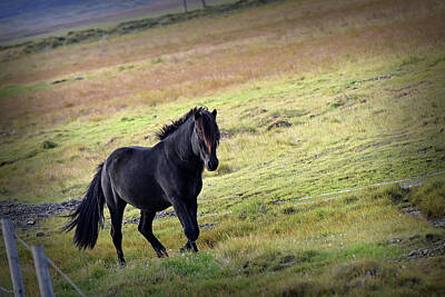  Photograph - Black Icelandic Horse by Jennifer Kelly