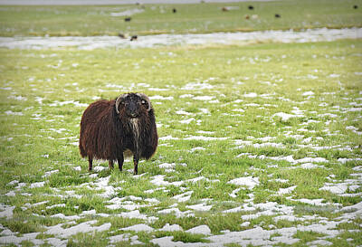  Photograph - Brown Icelandic Wooly Sheep by Jennifer Kelly