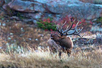  Photograph - Bull Elk Bugle by Russell Cody