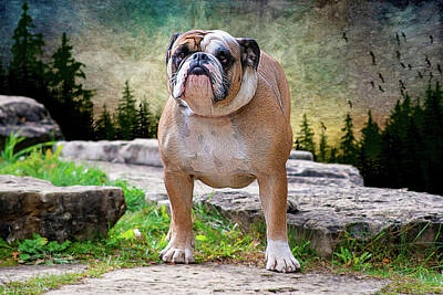  Photograph - Bulldog pose by Allyson Schwartz