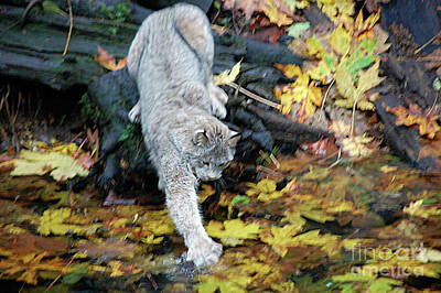  Photograph - Canada Lynx Playful Water Splash by Rose De Dan