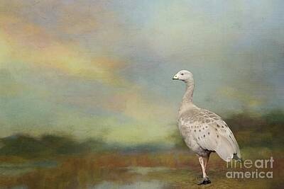 Cape Barren Goose Art