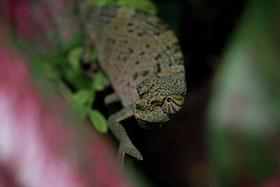  Photograph - Chameleon in the Bush by Alon Cassidy