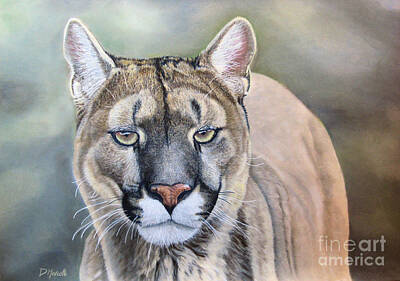  Painting - Cougar by Diane Marcotte