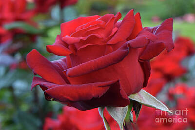 Photograph - Crimson Bouquet Red Rose 02 by Emerald Studio Photography