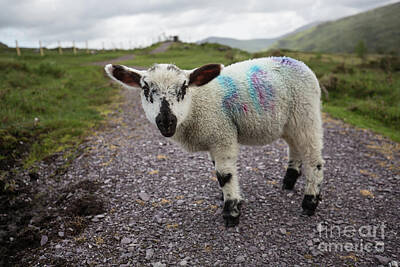 Irish Farm Art