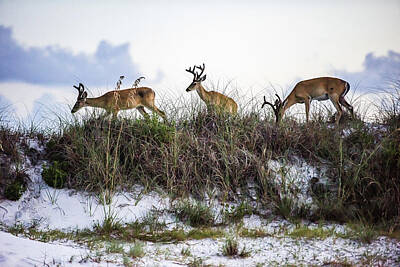  Photograph - Dune Deer by Kurt Lischka