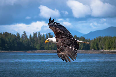  Photograph - Eagle Portrait by Russell Cody