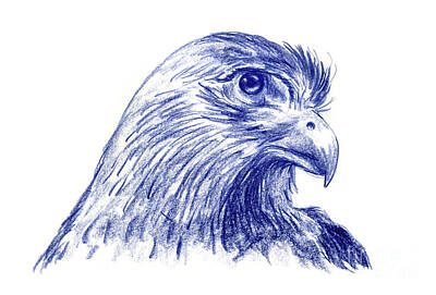 Falconiformes Drawings