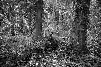  Photograph - Fallen - A Piece of Woodland in an Urban Landscape by Bob Decker