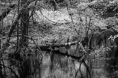  Photograph - Forest Creek in the Croatan by Bob Decker