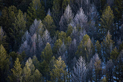  Photograph - Forest of Yellowstone by Emmanuel Rondeau