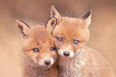  Photograph - Fox Love Series - Baby Fox Love by Roeselien Raimond