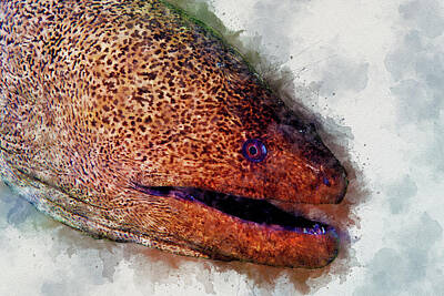  Photograph - Giant moray eel by Anthony Leydet