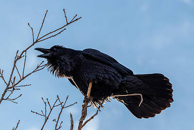  Photograph - Grand Raven by Michelle Waltens
