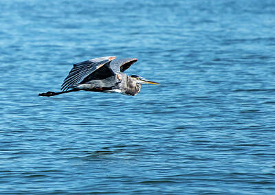  Photograph - Great Blue Heron by Erich Grant