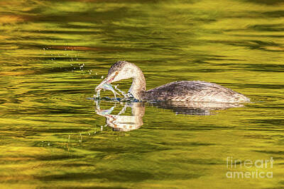  Photograph - Great Crested Grebe Catching a Fish by Katho Menden