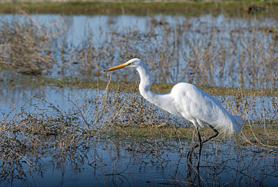  Photograph - Great Egret - 5 by Alan C Wade