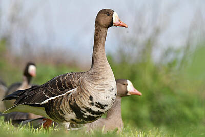  Photograph - Greater White-fronted Goose - 6 by Alan C Wade