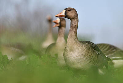  Photograph - Greater White-fronted Goose - 7 by Alan C Wade