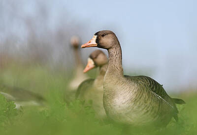  Photograph - Greater White-fronted Goose - 8 by Alan C Wade