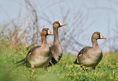  Photograph - Greater White-fronted Goose - 9 by Alan C Wade