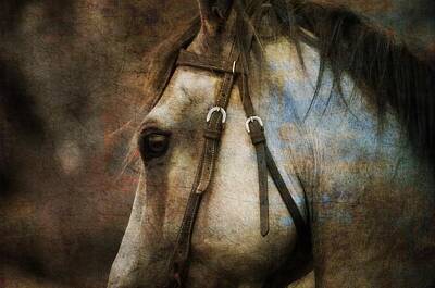 Horse Eye Digital Art