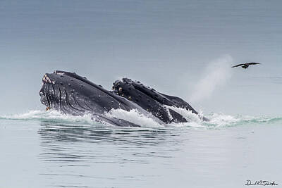 Photograph - Humpback Whales, Megaptera novaeangliae, lunge feeding San Simeo by Donald Quintana