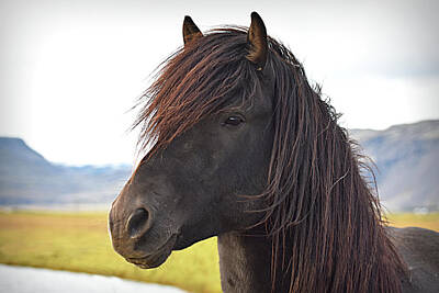  Photograph - Icelandic Black Horse by Jennifer Kelly
