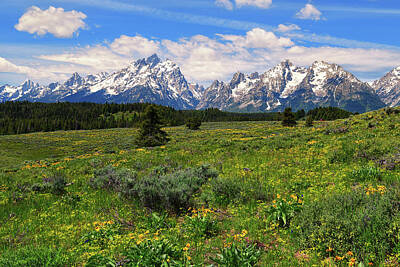  Photograph - Jackson Hole Spring by Greg Norrell