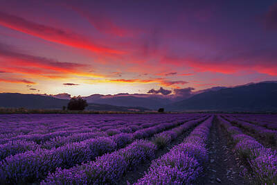 Lavender Fields Photographs
