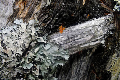 Lichen-covered Fence Art Prints