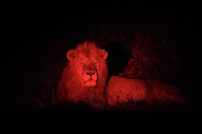  Photograph - Lion In The Spotlight by Alon Cassidy