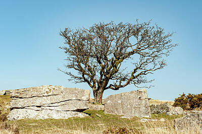  Photograph - Lone Tree v by Helen Northcott