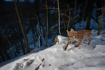  Photograph - Lynx in the snow by Emmanuel Rondeau