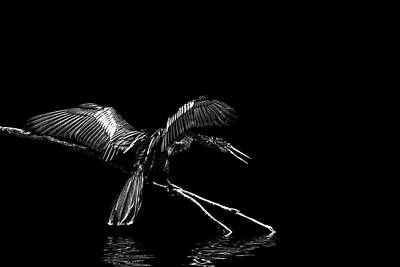 Photograph - Male Anhinga Drying its Wings by Perla Copernik