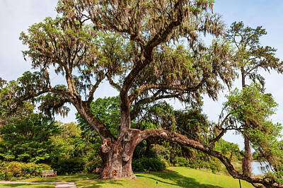  Photograph - Middleton Oak by Louis Dallara