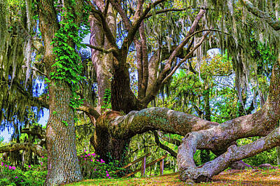  Photograph - Middleton Oak Tree by Louis Dallara