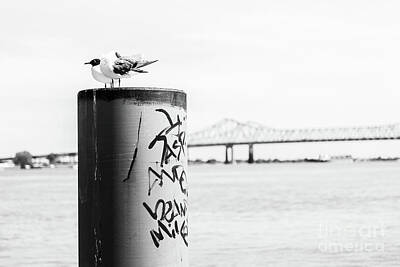  Photograph - Mississippi Pigeons by Eye of Arius