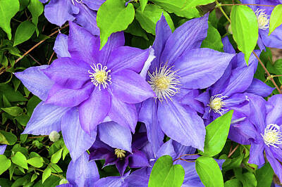 Photograph - Multiple Purple Clematis Flower Photograph by Louis Dallara