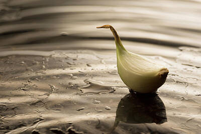  Photograph - Onion Duck by Cacio Murilo De Vasconcelos