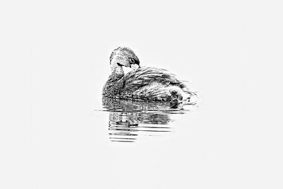 Photograph - Pied-billed Grebe in BW white background by Perla Copernik