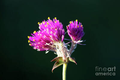 Globe Amaranth Art