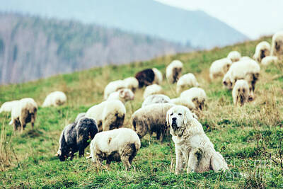 Polish Tatra Sheepdog Art